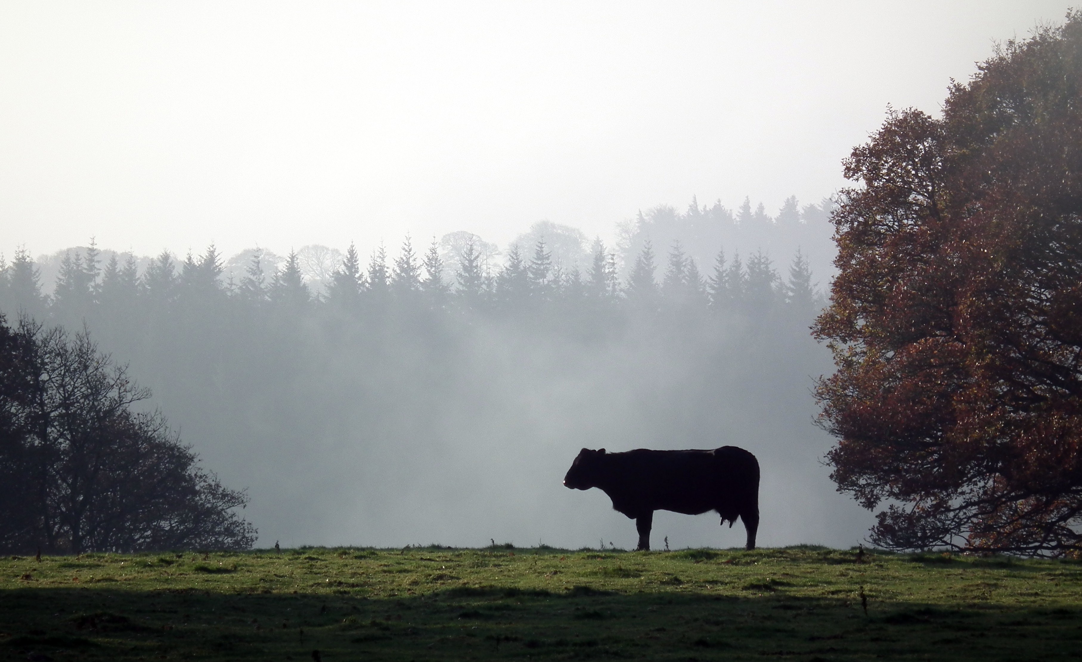 LONELY COW Bill Bagley Photography